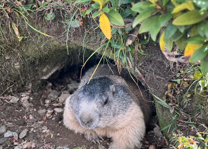 Apartment Nicht Daheim Und Doch Zuhause Saas-Grund